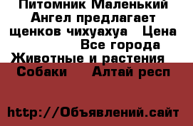 Питомник Маленький Ангел предлагает щенков чихуахуа › Цена ­ 10 000 - Все города Животные и растения » Собаки   . Алтай респ.